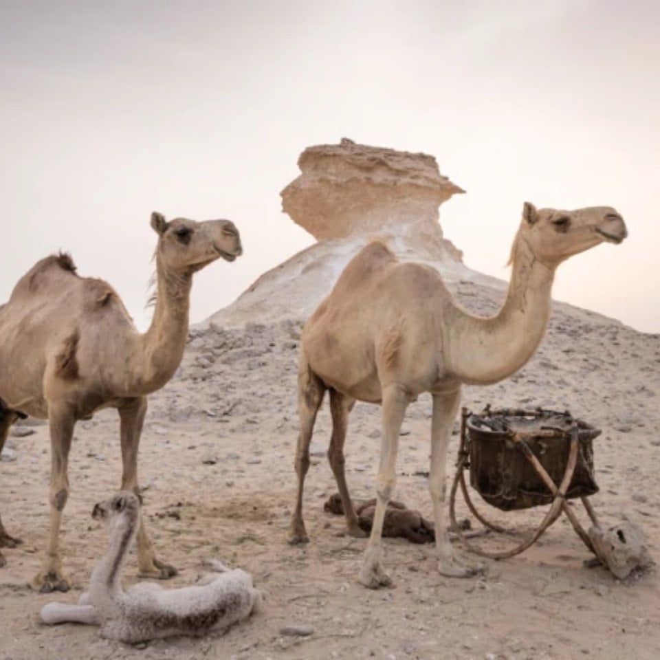 Forfait découverte de la péninsule de Zekreet